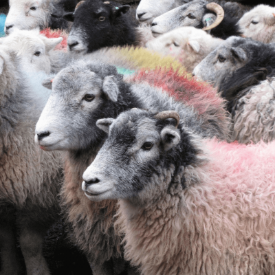 KLEUREN ZOMER 2019